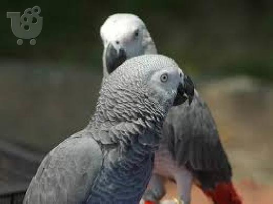 PoulaTo: αφρικής γκρίζα παπαγάλοι